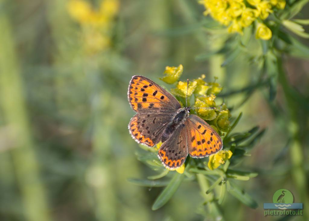 Small copper