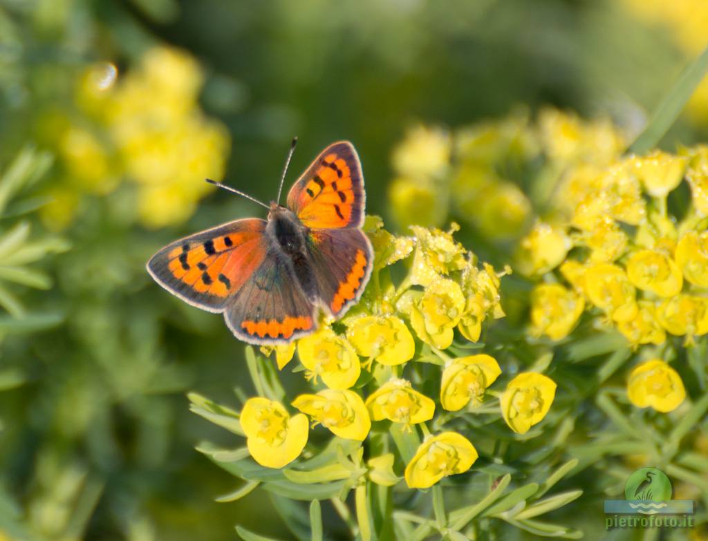 Small copper