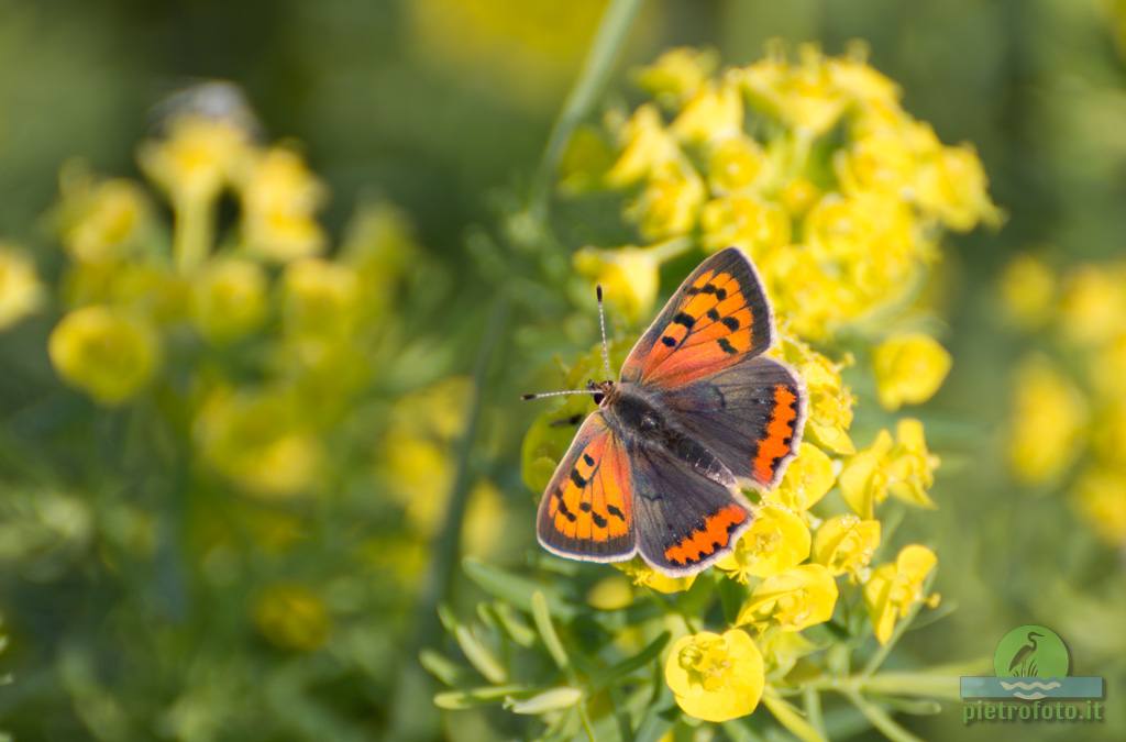 Small copper