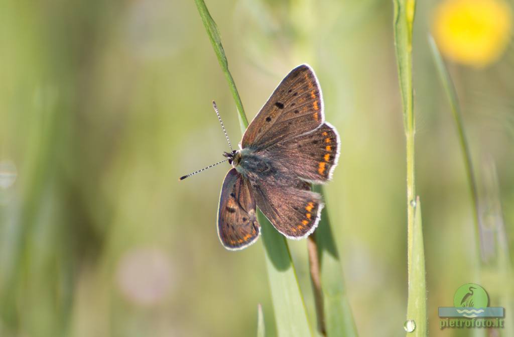 Small copper