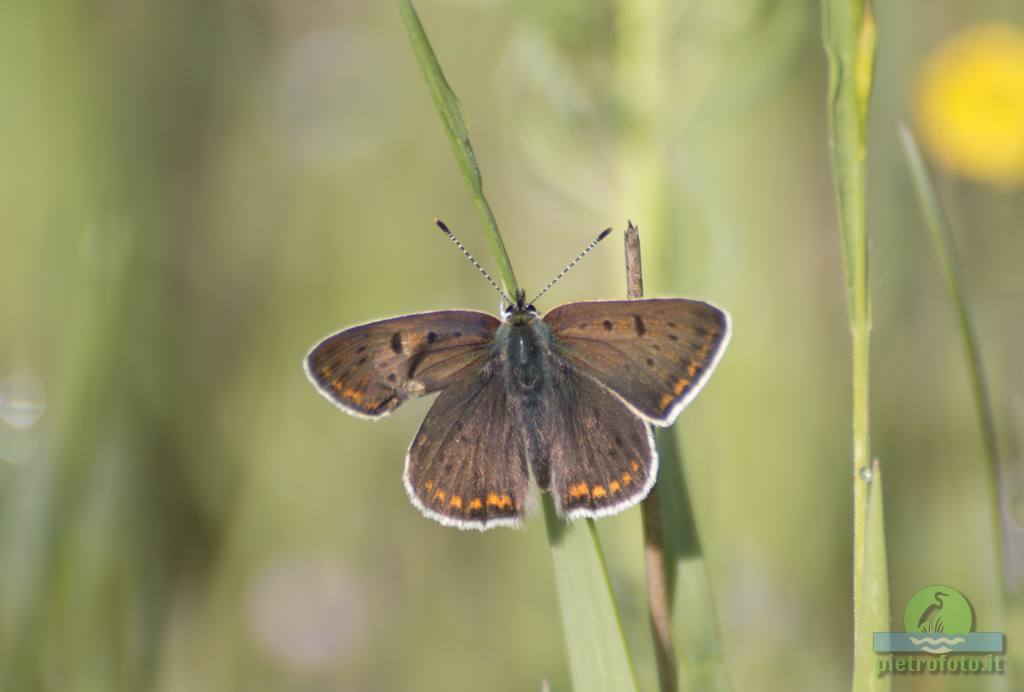 Small copper