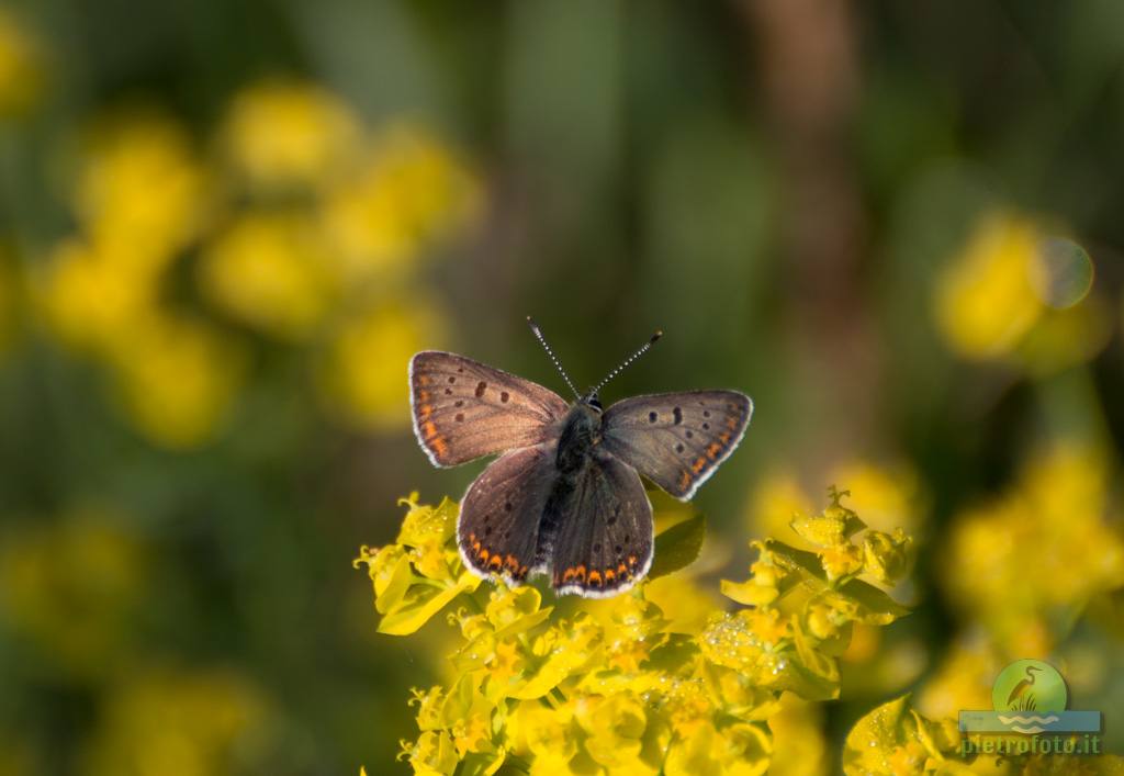 Small copper