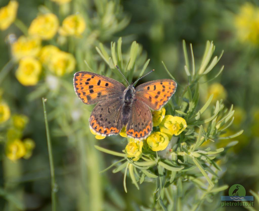 Small copper