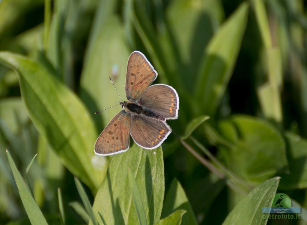 Small copper