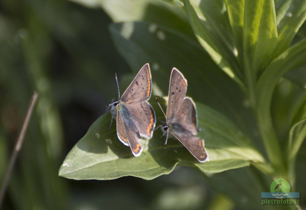 Small copper