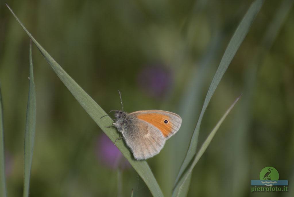 Coenonympha pamphilus