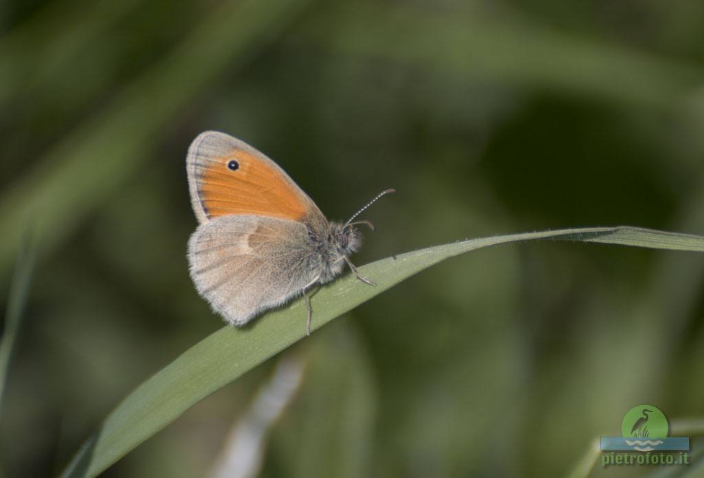 Coenonympha pamphilus