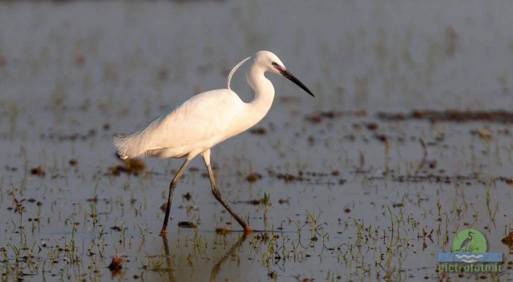 little egret