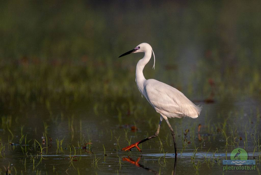 little egret