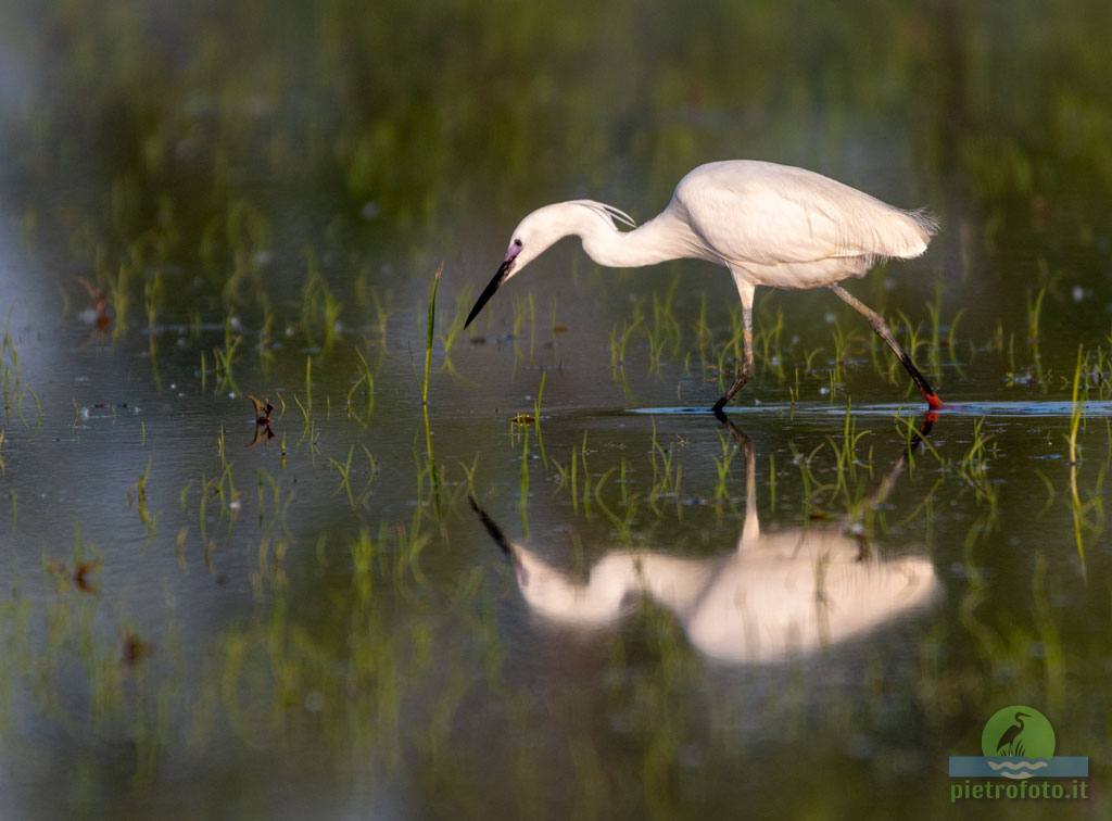 little egret