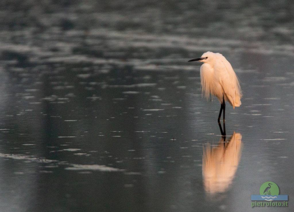 little egret