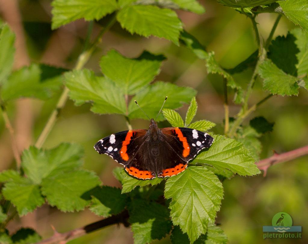 Red admiral