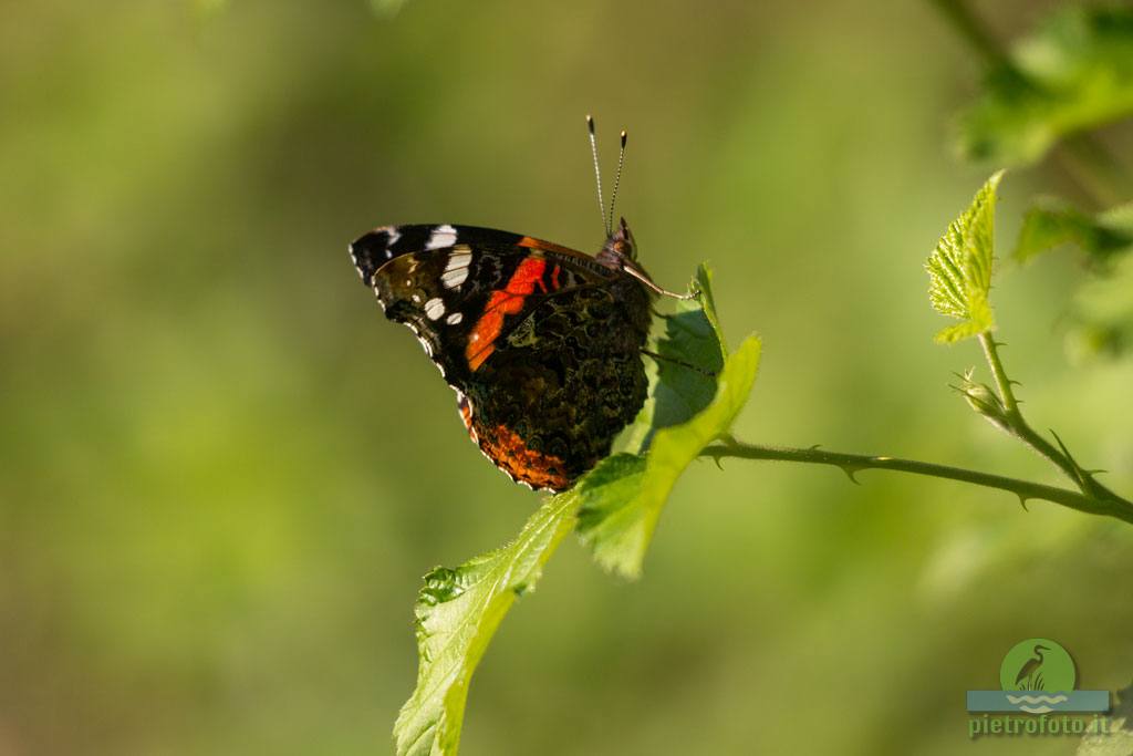 Red admiral