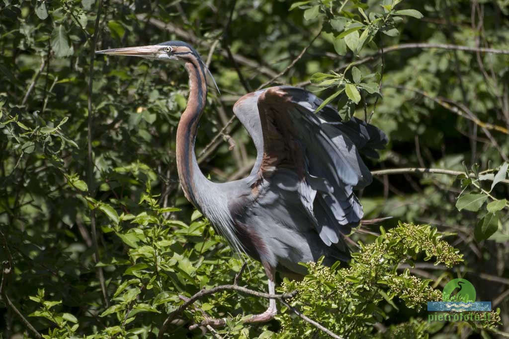 Purple heron