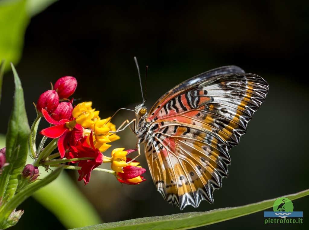 Leopard lacewing