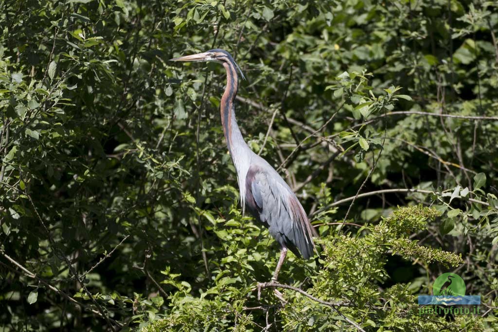 Purple heron