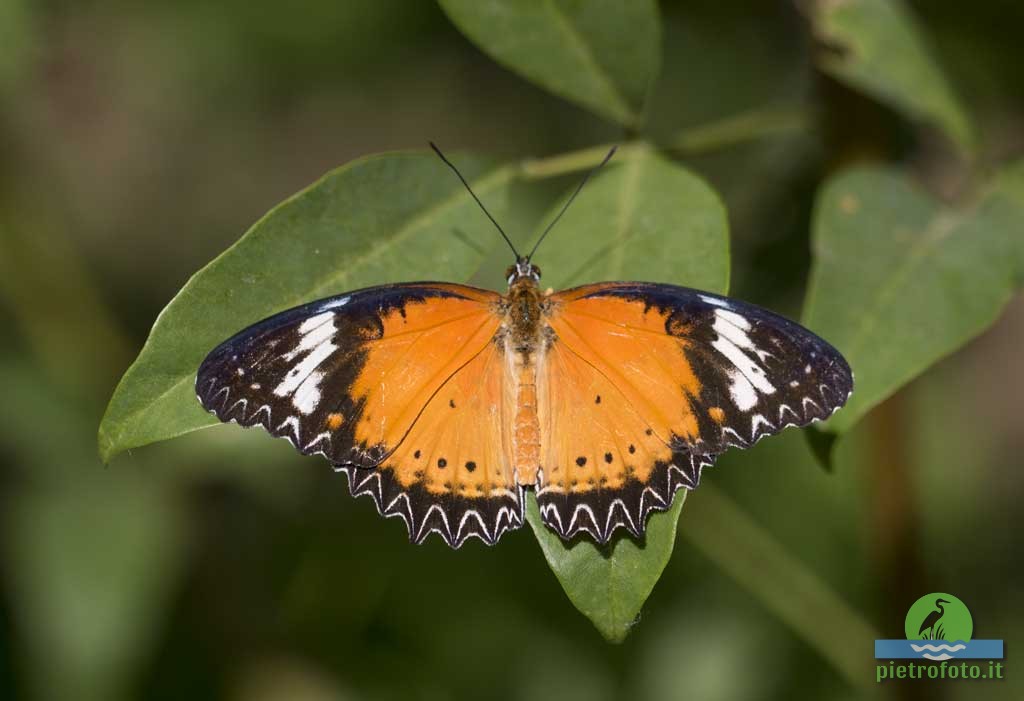 Leopard lacewing