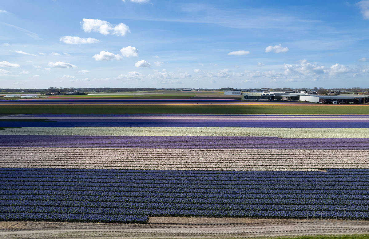 Tulip fields from drone