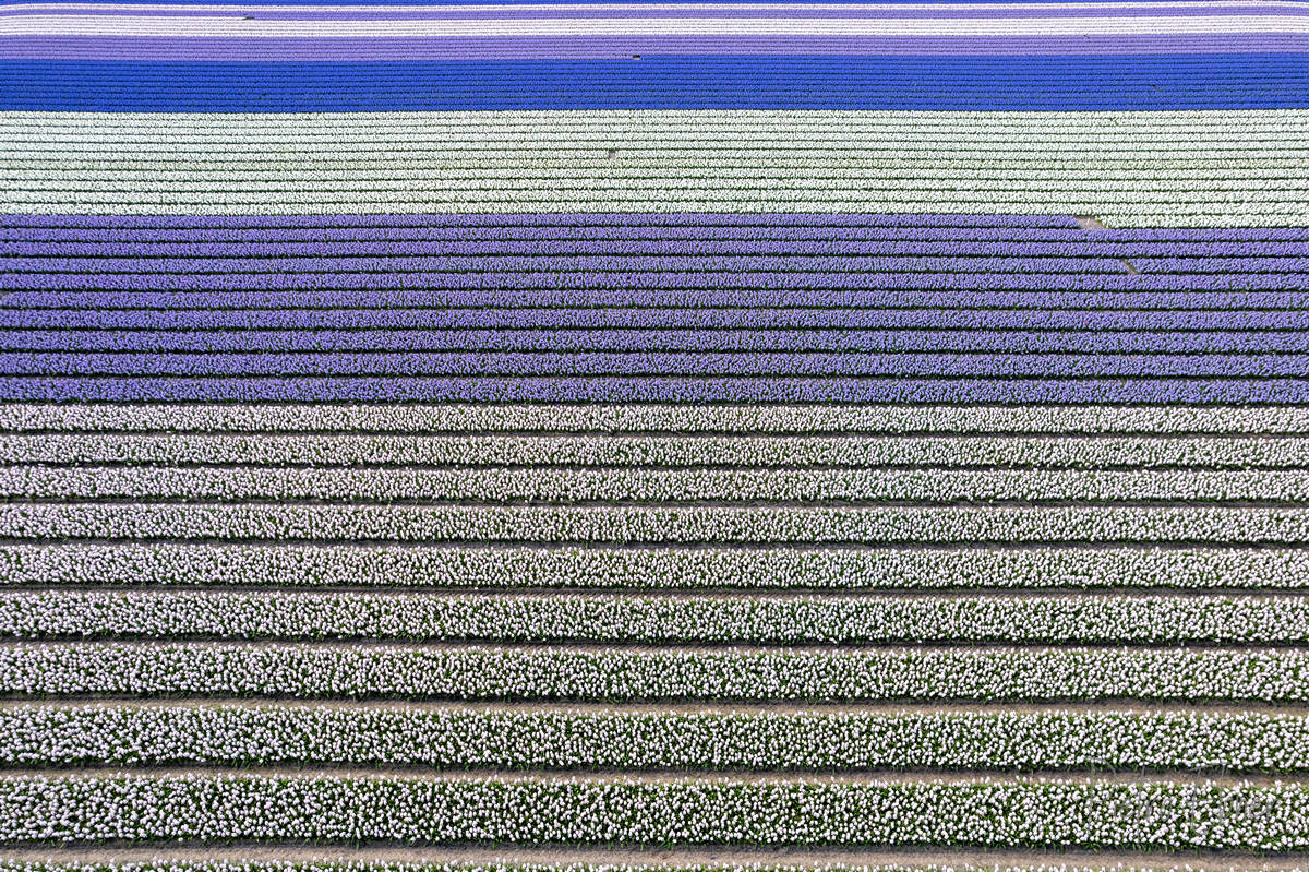 Tulip fields from drone