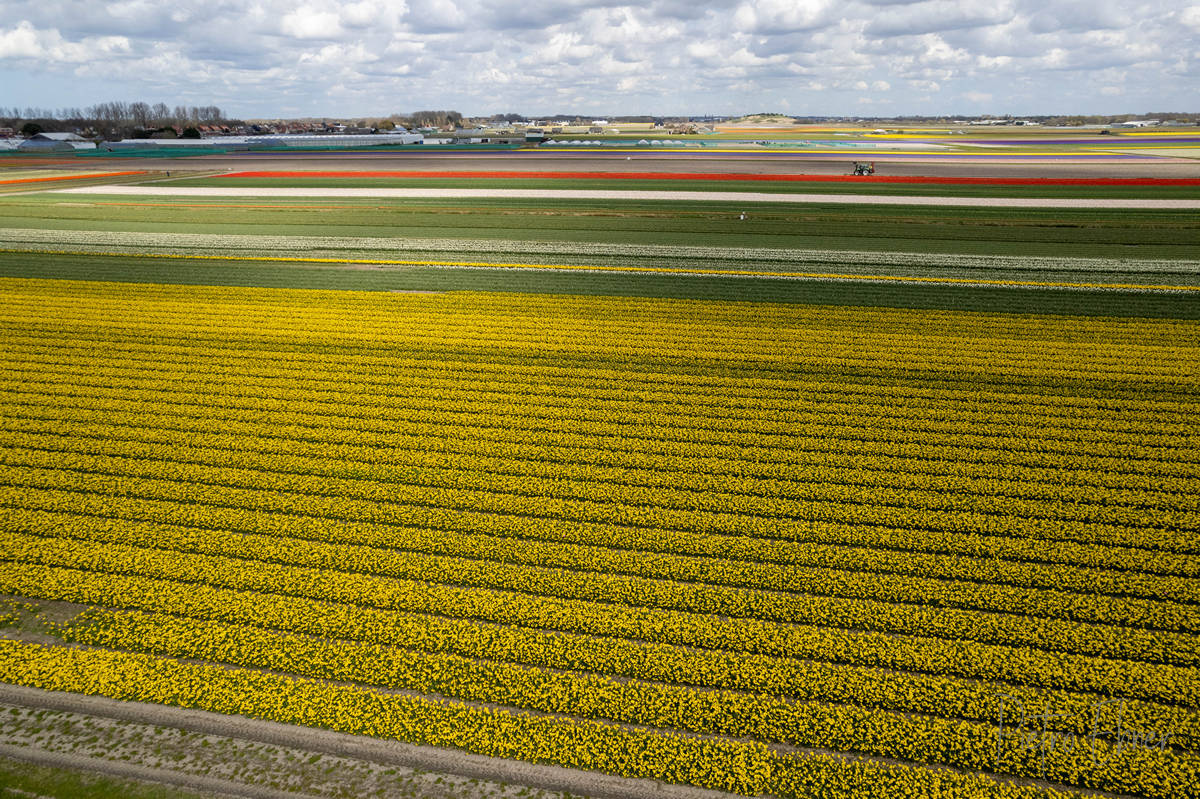 Tulip fields from drone