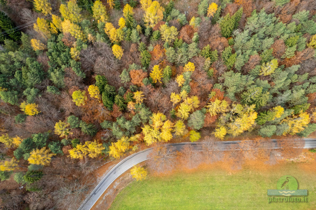 Autumn trees from drone