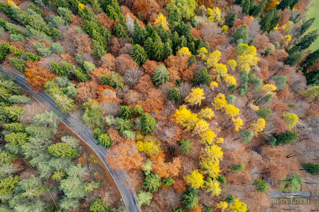 Autumn trees from drone