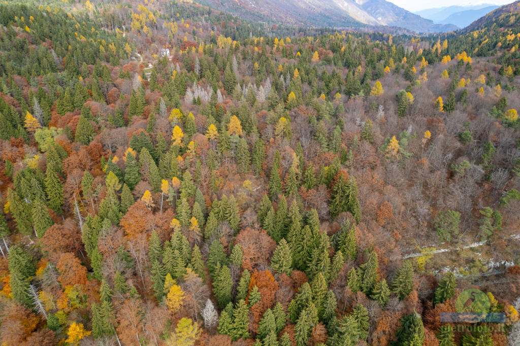 Autumn trees from drone