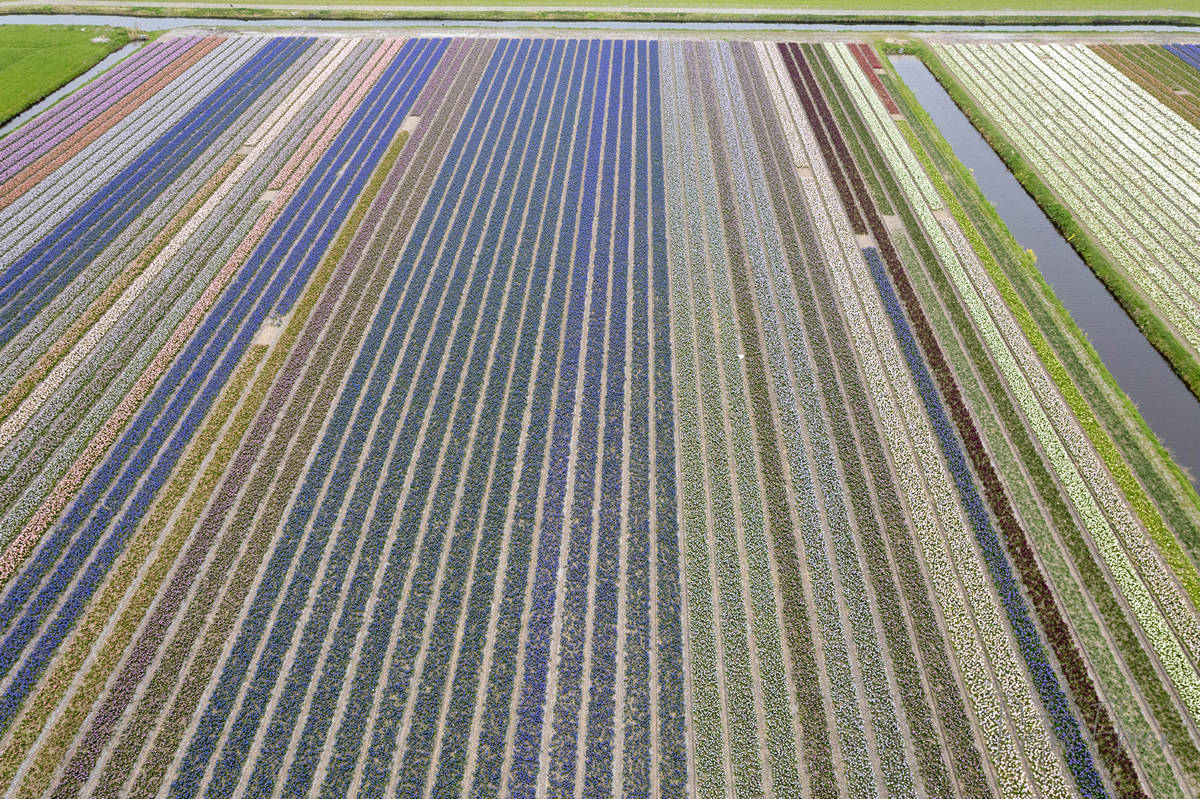 Tulip fields from drone