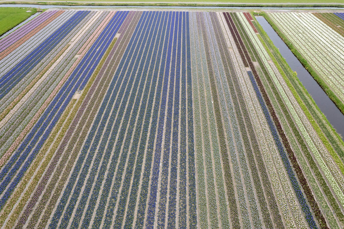 Tulip fields from drone