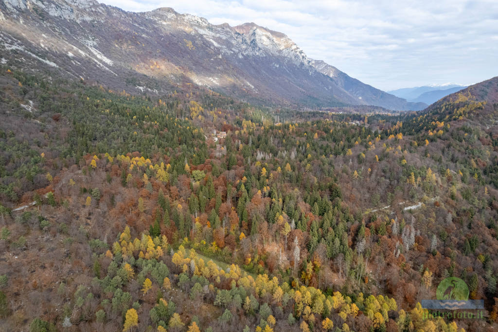 Autumn trees from drone