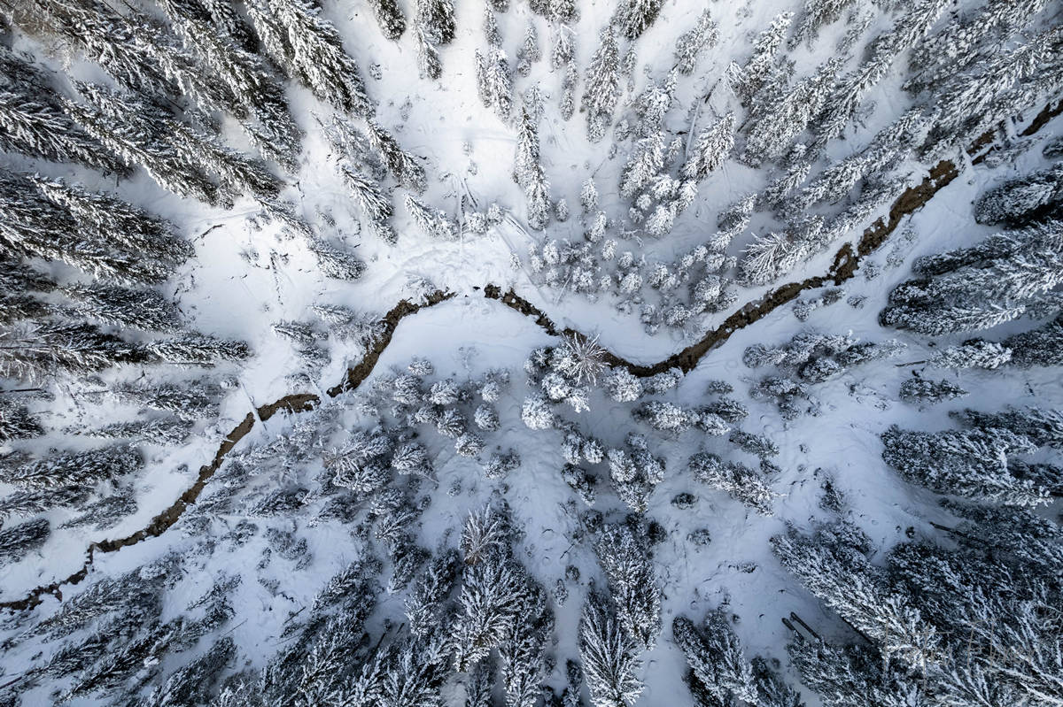 alberi dall alto sulla neve