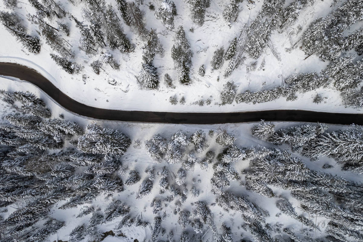 alberi dall alto sulla neve