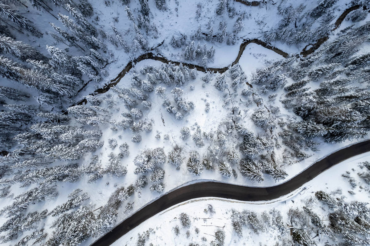 alberi dall alto sulla neve