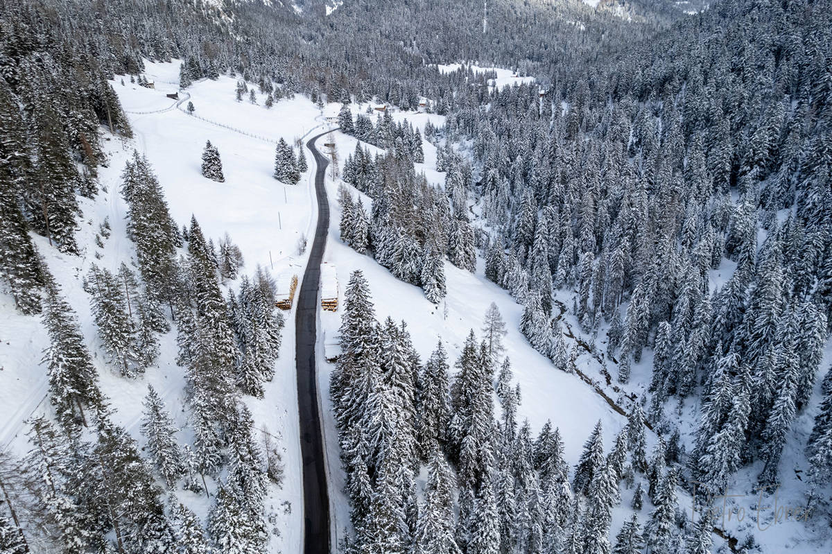 alberi dall alto sulla neve