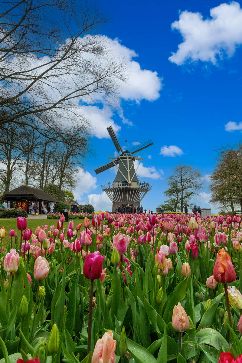 Keukenhof park