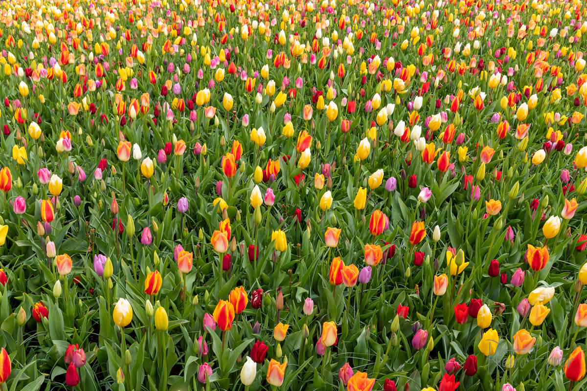 Keukenhof park