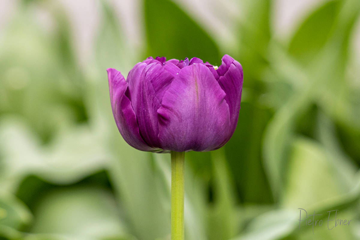 Netherlands tulips