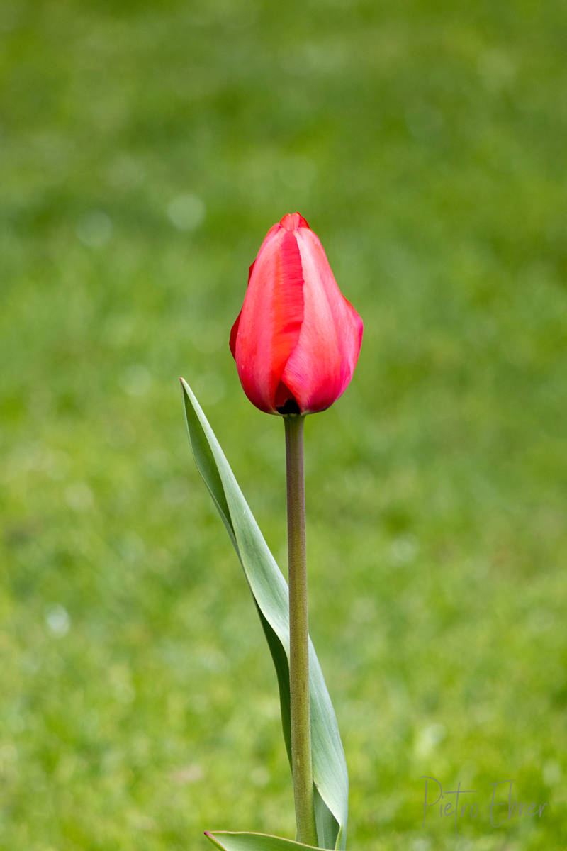 Netherlands tulips