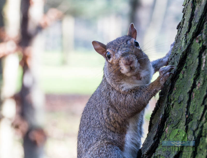 Squirrel