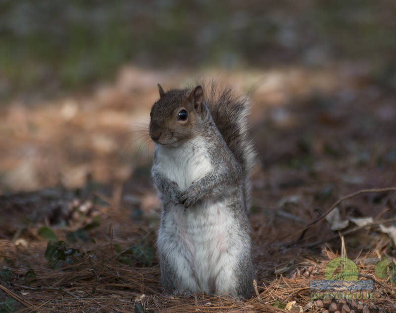 Squirrel