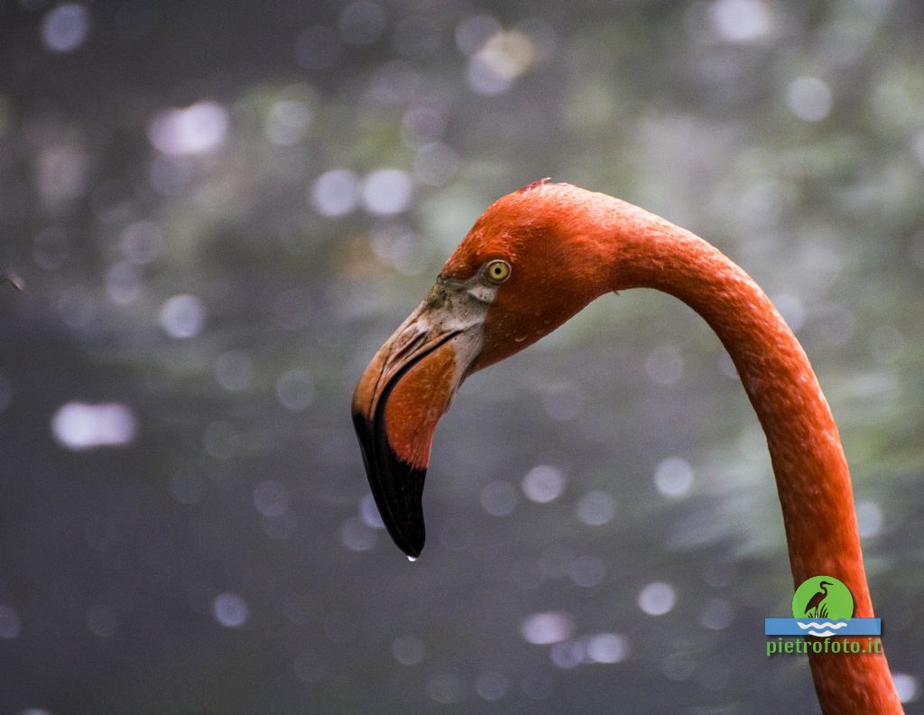 American flamingo