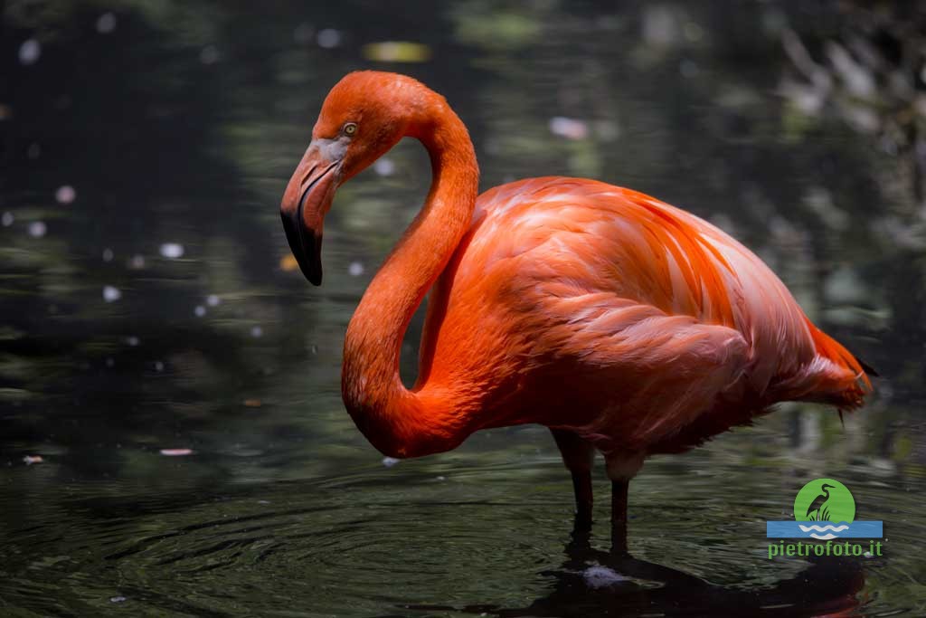 American flamingo