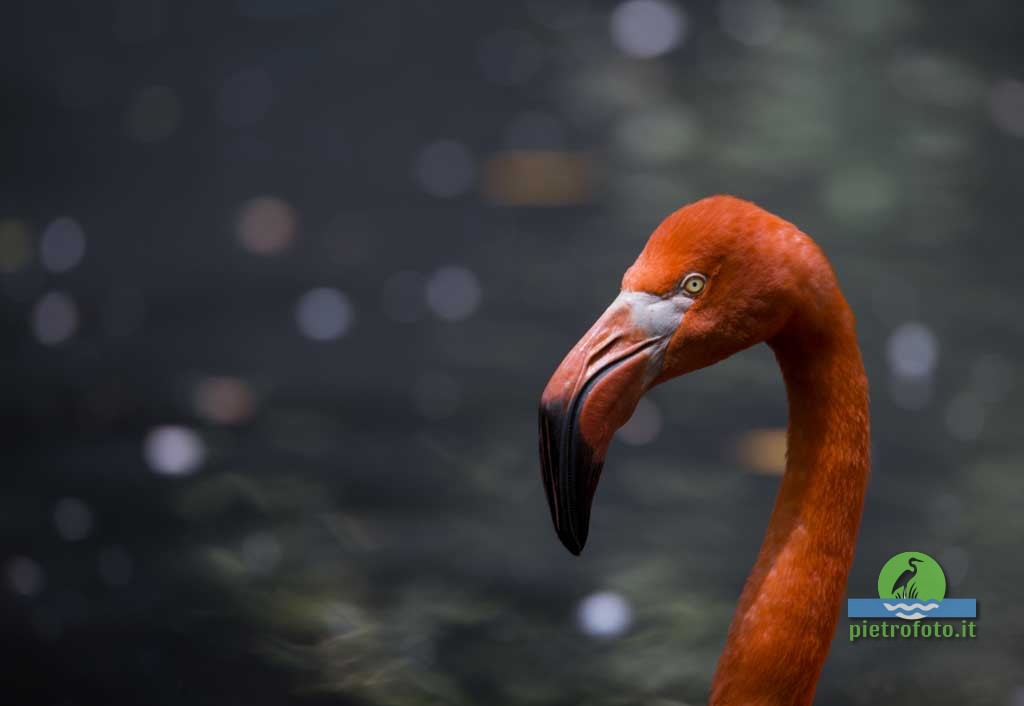 American flamingo