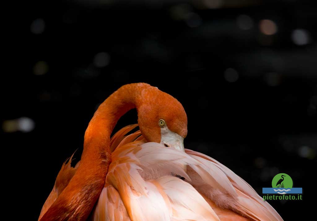 American flamingo