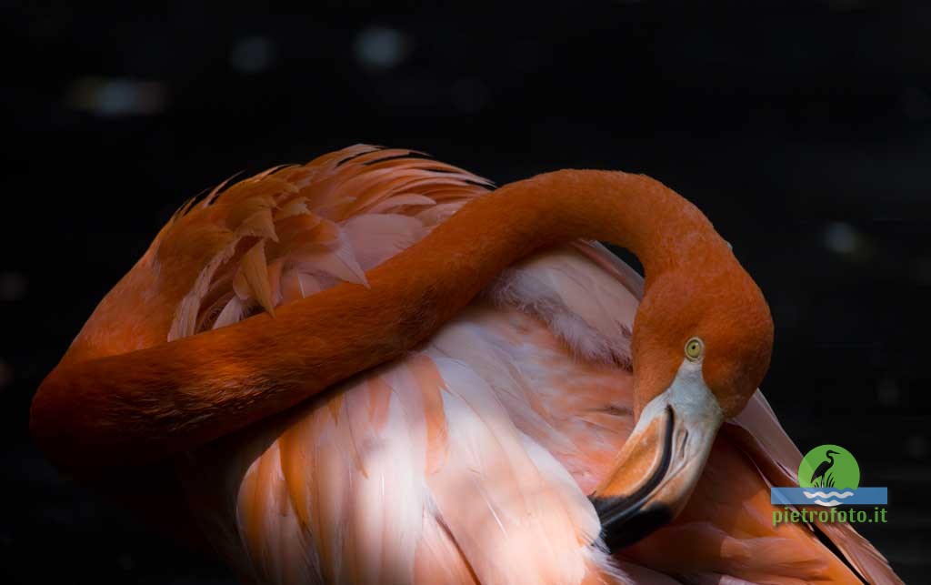 American flamingo