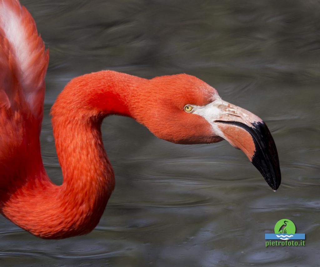 American flamingo