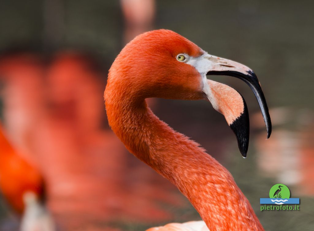 American flamingo