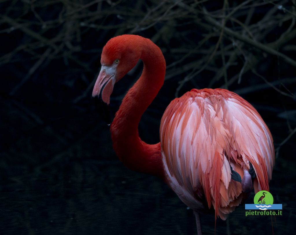 American flamingo