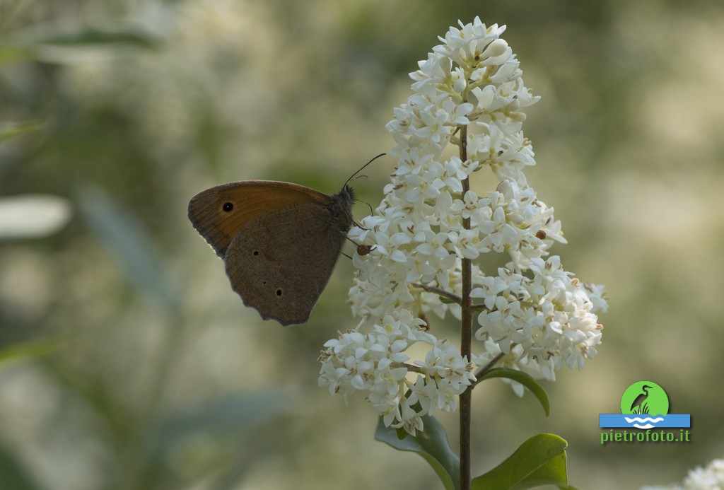 Maniola Jurtina