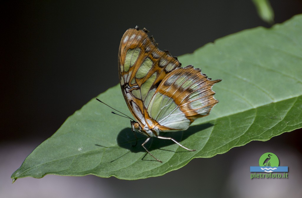 malachite_4398